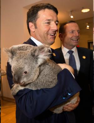 Renzi con i koala noi con il fango. Sondaggi: il paese, deluso e stremato, si sposterebbe anche a destra, se ce ne fosse una