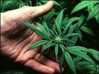 Cannabis fai da te in un paesino della Catalogna
