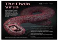 Due epidemie letali ci minacciano: ebola e annuncite