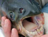 Il pesce Sarago. E se lo incontrassimo dal dentista?
