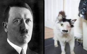 Baz, un gattino inglese, massacrato di botte per la sua somiglianza a Hitler