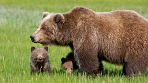 Commozione per l'orsa Daniza, e tutti gli altri animali?