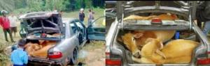 Rubano quattro vacche e cercano di nasconderle nella bauliera dell'auto, ma...