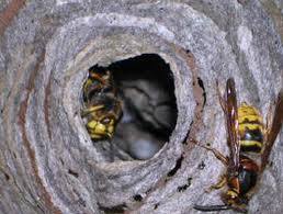Mette il pene in un nido di vespe e muore