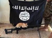 L'isis dichiara guerra ai gatti, imam lancia una fatwa contro i felini
