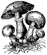  Amanita Phalloides, il fungo più velenoso di tutti