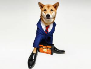 Bodhi, alias MensWear Dog, sa meglio di tutti come vestirsi e sfilare